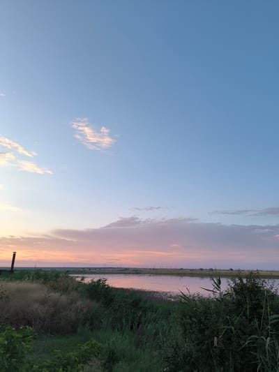 A serene landscape shot depicts a calm body of water reflecting the soft hues of a sunset. The sky transitions from a pale blue at the top to gentle shades of pink and orange near the horizon, with scattered wispy clouds. The foreground is filled with lush, green reeds and grasses, some appearing dry and golden, adding texture to the scene. A tall, dark, vertical structure, possibly a chimney or pipe, stands on the left side of the image. In the distance, a flat expanse of land stretches across the horizon, dotted with a few scattered buildings and what appear to be utility poles and wires, suggesting a rural or semi-rural settlement. The overall atmosphere is peaceful and tranquil, characteristic of a sunset in a natural environment. The image is captured from a low-angle perspective, emphasizing the expansive sky and the reflective water.
