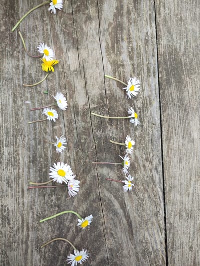 The scene, located in Bestuzhevskoye, Russia, displays approximately 15-20 white daisies with yellow centers and one yellow flower, scattered on a weathered wooden surface. The surface consists of multiple vertical planks exhibiting a light brown, greyish hue with distinct grain patterns, cracks, and dark discoloration in the crevices between boards. Short green or reddish stems are attached to the flowers. Additionally, a few detached white petals are visible on the wood. No individuals or active interactions are present in the image.