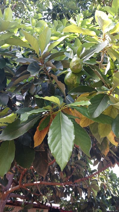 The image shows a close-up of an avocado tree in El Samán, Venezuela. Two unripe avocados are visible, surrounded by a mix of green, yellow, and brown leaves. The leaves vary in size and shape, suggesting different stages of maturity or possibly different varieties of avocado. Branches of the tree are visible amidst the foliage. The lighting indicates it is likely daytime.