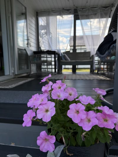 The image depicts a close-up view of a potted plant with numerous pink petunias in bloom, positioned in the foreground on a dark, textured surface. The plant is set against a blurred background that suggests an outdoor covered patio or porch. Through sheer white curtains, a glimpse of a residential building with a pitched roof is visible, along with a cloudy sky. Further into the background, patio furniture including a table and chairs, as well as a bench, can be discerned. The overall scene appears to be in a residential setting, likely a home in the village of Alyoshkino, Russia. No people are present in the image.