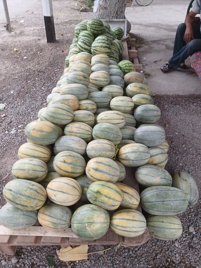 A large pile of watermelons and other melons is displayed on wooden pallets and the ground in Talmazar, Uzbekistan. The fruits are predominantly green and yellow with striped patterns. In the background, a person is sitting down, partially visible, wearing dark pants and sandals, and a floral patterned cloth is visible. A metal post and a tree trunk are also present in the scene, with gravel and dirt covering the ground.