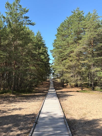 A wooden boardwalk extends through a sandy area lined with pine trees under a clear blue sky. The boardwalk is made of light-colored wooden planks and is bordered by sandy ground. On either side of the boardwalk, tall pine trees with green needles form a dense forest. The lighting suggests a sunny day, with shadows cast by the trees on the sand. The scene depicts a pathway in a natural, outdoor environment. The location is identified as Gauja, Latvia, likely a park or natural reserve given the setting. There are no people visible in the image.