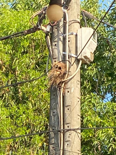 The scene depicts a bird's nest constructed on a concrete utility pole in Đak Đoa, Vietnam. The pole is gray, marked with repetitive square and circular indentations, and supports multiple black electrical wires. A spherical, opaque light fixture is mounted above the nest, and a light-colored, rectangular utility box is affixed to the pole to the right of the nest. The nest, composed of twigs and debris, contains at least one small, undeveloped bird, partially visible within its opening. Dense green foliage forms the background, suggesting a vegetated outdoor environment under bright daylight conditions. No human presence or explicit actions are visible.
