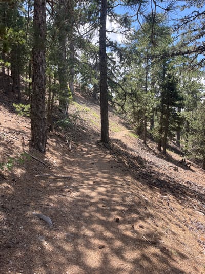 An outdoor, eye-level shot shows a sun-dappled dirt path winding through a pine forest on a slope. The path is covered in pine needles and littered with pine cones and fallen branches. The trees, predominantly pines, are tall and dense, casting shadows on the ground. Some of the tree trunks are thick and textured. The ground on either side of the path slopes upward, covered in a thick layer of pine needles and sparse, dry vegetation. The sky is visible through the canopy, appearing bright blue with some white clouds. The scene evokes a natural, undeveloped environment.