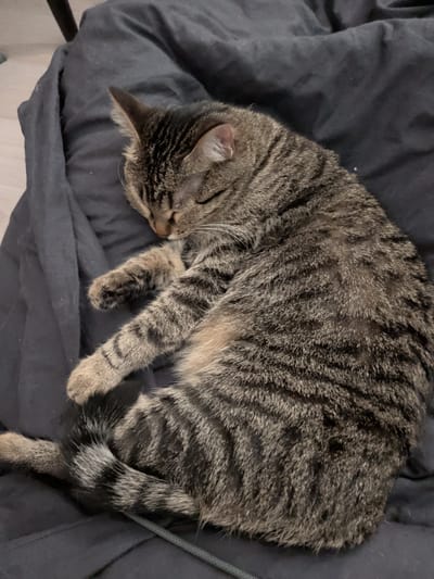 A domestic tabby cat is depicted sleeping, curled on its left side, on a dark gray fabric surface, likely a blanket or duvet. The cat's fur displays a distinctive brown, gray, and black striped mackerel tabby pattern. Its eyes are closed, and its head rests softly, facing away from the viewer. The forepaws are visible, with the left paw slightly extended. The tail, marked with dark rings, is curled around its lower body. In the lower right corner, a thin, braided, light-colored cord is partially visible beneath the cat's tail and the fabric. The background beyond the fabric includes a light-colored surface and a dark, blurry vertical object in the upper left. The scene is situated in the city of Shirkovo, Russia.
