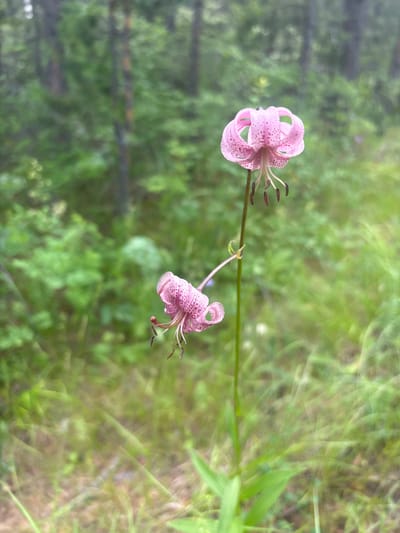 The image shows two pink, spotted lily flowers on a single stem. The flowers are facing forward and slightly to the left. The upper flower is in full bloom, with its petals curved backward, revealing the stamens and pistil. The lower flower is smaller and appears to be a bud or a younger bloom, with its petals unfurling. The flowers have a delicate appearance and are speckled with dark pink or maroon spots. The stem is slender and green, with some small leaves visible.
The background is a blurred forest scene, with trees and green foliage. The lighting suggests an overcast day or dappled sunlight filtering through the trees. The overall impression is of a natural, wild setting. There are no people, man-made objects, or specific landmarks visible in the image that would allow for identification of the location in Shida, Russia. The image is a close-up of the flowers, with the environment serving as a soft backdrop.