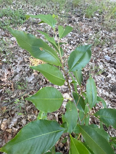 A small, leafy green sapling is positioned vertically in the center of the frame. The sapling has multiple stems and branches covered in ovate leaves with serrated edges. Some leaves show signs of damage, with small holes and brown spots. The sapling is growing amidst a forest floor covered in fallen brown leaves, pine needles, and scattered blades of green grass. The background is blurred, suggesting a shallow depth of field, but it appears to be a wooded or natural area. The lighting suggests it is daytime, with sunlight dappling through the foliage, casting shadows on the leaves. The specific location is Żurawiniec, Poland.