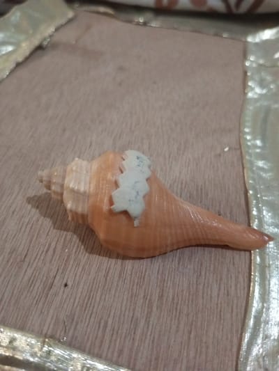 A light orange conch shell rests diagonally on a light brown wooden surface. The shell's spiral apex is oriented towards the upper left, while its pointed siphonal canal extends towards the lower right. An irregular white marking, possibly a chip or decorative element, is present on the dorsal surface of the shell's body whorl. The wooden surface features a visible grain pattern and is bordered on its left, top, and right edges by textured, reflective golden-colored strips. The scene is illuminated, casting a faint shadow beneath the shell. No individuals, animals, or active events are depicted. The location is Chandragiri, Nepal.