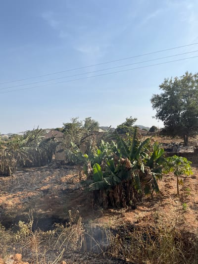 The image depicts an open agricultural plot in Pankshin, Nigeria, under a clear, bright blue sky with faint high-altitude clouds and three overhead utility lines. The ground is characterized by reddish-brown soil extensively covered with black charring and ash from a recent fire, interspersed with dry, sparse vegetation. In the mid-ground, multiple clusters of banana plants display a mix of vibrant green and dry brown leaves. To the right of the central banana cluster, a smaller, green-leaved papaya tree stands. The background features additional vegetation, including a large deciduous tree with green foliage on the right, partially concealing distant buildings with visible roofs and a section of a stone wall. Beneath the large tree, various inert objects resembling discarded tires or construction materials are present on slightly elevated ground. No human presence is observed.