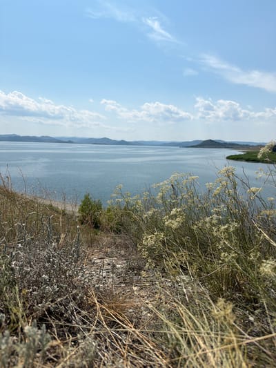 A serene landscape photograph captures a vast, calm body of water stretching towards a horizon lined with hazy blue mountains under a bright, partly cloudy sky. In the foreground, dry, wispy grasses and low-lying, greyish-green brush dominate, with delicate white flowers blooming on slender stems to the right. A small, isolated green tree stands on the bank of the water, partially obscured by the foreground vegetation. The scene suggests a natural, undeveloped area, possibly a lake or a large reservoir. The image does not contain any people or specific man-made structures that would indicate a particular location in the city of Oktiabrskii, Kazakhstan.