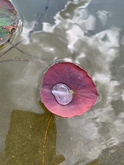 The image shows a close-up, overhead view of a single, dark red lotus leaf floating on the surface of calm water. A large, clear water droplet rests on the leaf, its surface reflecting the cloudy sky above. The water is slightly murky, with a reflection of the sky and what appears to be the edge of another green lotus leaf visible in the upper left corner. The stem of the lotus leaf is also visible, extending down into the water. The scene is set in a natural body of water, possibly a pond or lake, with a sandy or silty bottom visible through the water in the lower portion of the frame. There are no people or animals visible in the image. The image does not provide any specific details to indicate its location in the city of Vasilyevka, Russia.