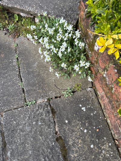 The image depicts a section of a paved area, likely a sidewalk or patio, in Pulverbatch, United Kingdom. The paving stones are gray and weathered, with cracks and patches of moss. In the upper left corner, there's a brick structure, likely a low wall or the edge of a building, covered with moss and adjacent to a bush with yellow and green leaves. A cluster of small white flowers grows from between the paving stones and the brick structure, with some smaller plants also growing in the cracks between the stones. The lighting is overcast, casting shadows on the textured surfaces. There are no people visible in the image.