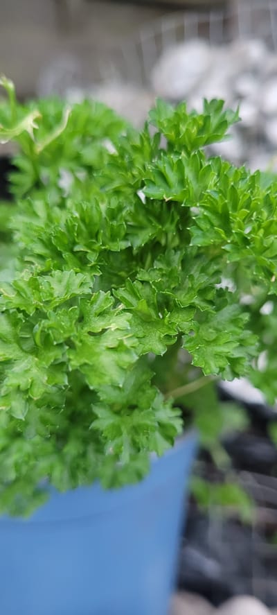 The image is a close-up, shallow depth-of-field photograph of a potted parsley plant. The plant is vibrant green with tightly curled leaves, filling most of the frame. A portion of a blue pot is visible at the bottom of the image. The background is blurred and out of focus, showing hints of grey and white, possibly representing a fence or pebbles. The image does not depict any specific location in Dietzenbach, Germany, nor does it contain any people or actions.