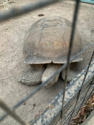 An overhead shot through a wire fence reveals a large tortoise resting on sandy ground. Its massive shell dominates the left side of the frame, exhibiting intricate patterns. Two scaly, wrinkled legs and a head extend from the shell, appearing relaxed with closed eyes. Dry leaves are visible at the top right, next to the fence. A small lizard lies still on the ground near the tortoise. The overall color palette is a muted blend of tans, browns, and grays.