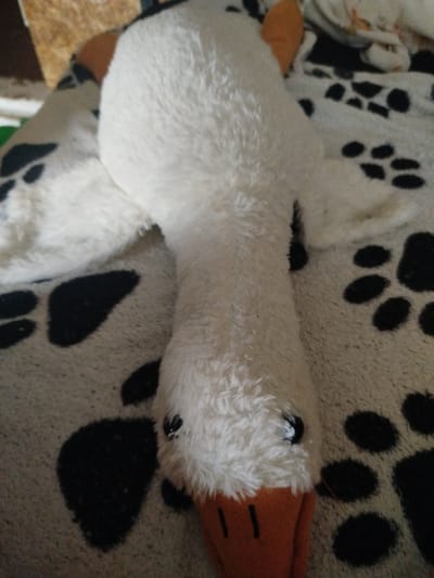 A stuffed toy goose is lying on a patterned blanket. The goose is predominantly white with orange accents on its beak and ears. It has black eyes and a stitched mouth. The blanket has a black and white paw print design. The scene appears to be indoors, possibly in a home. There is no information in the image to suggest a location in Krasnousolskij, Russia.