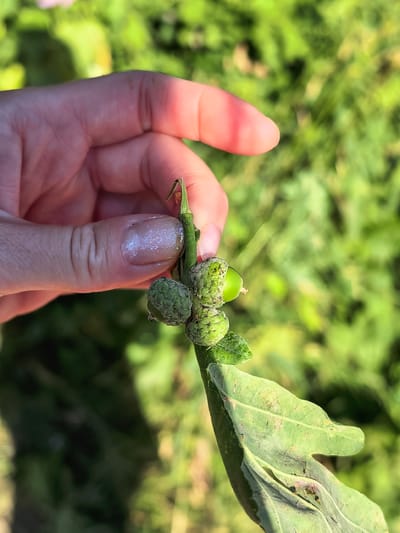 A close-up, eye-level shot shows a person's left hand holding a cluster of immature acorns on a stem, with a large green oak leaf below. The acorns are round and green, some with visible scales. The person's fingers are lightly curled around the stem, with fingernails painted with a shimmering, light-colored polish. The background is a soft, out-of-focus blur of green foliage, suggesting an outdoor environment. The lighting indicates it is daytime, with sunlight creating highlights on the hand and acorns. The image composition focuses on the delicate detail of the acorns and the hand. There is no discernible information about the location being Shikhan, Russia.