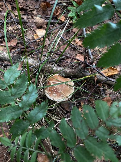 The image shows a close-up view of a single mushroom growing on the forest floor. The mushroom has a light brown cap with white spots and a white stem. It is surrounded by fallen leaves, twigs, and blades of grass. The foreground is partially obscured by out-of-focus green leaves. The scene appears to be in a natural, wooded environment. There is no indication of the city of Salyut, Russia, or any specific location within it.