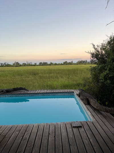 View from Khwai, Botswana, of a swimming pool with a wooden deck adjacent to a grassy field, and a crocodile on the pool deck. The sky is a pale pastel gradient, fading from blue to pink.