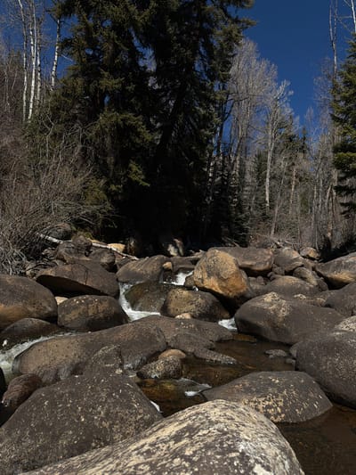 The image displays a rocky mountain stream flowing through a forested environment near Aspen, United States, under a clear, bright blue sky. The foreground and midground are composed of numerous large, rounded boulders, primarily dark grey-brown and some light yellowish-brown, over and around which the water actively cascades, forming white rapids and calm, dark pools. The banks ascending on both sides are heavily wooded. The left bank features dense evergreen trees of dark green coloration, interspersed with bare, light-barked deciduous trees and thick leafless underbrush. The right bank similarly exhibits a mixture of bare deciduous trees and dark green conifers extending into the background. No individuals or animals are present. The scene is illuminated by strong sunlight, indicative of daytime conditions.