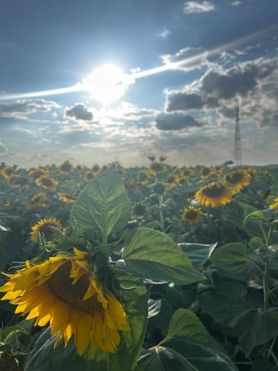 This is a vertical, medium-shot photograph of a sunflower field under a bright, cloudy sky. The sun, partially obscured by clouds, is shining intensely from the upper left, casting a warm glow on the scene and creating lens flare. The sky is a vibrant blue with dramatic, white and gray clouds, some of which appear to be catching the sunlight. In the distance, a tall, lattice tower is visible against the sky, suggesting an agricultural or industrial setting.
The foreground is dominated by the lush green foliage of sunflowers. A large sunflower, with bright yellow petals and a dark brown center, is prominently featured in the lower right quadrant, facing away from the viewer and slightly downwards. Its petals are illuminated by the sun, highlighting their texture and form. The leaves are large and textured, with serrated edges. Behind this main sunflower, rows of other sunflowers stretch into the background, appearing smaller and less distinct, creating a sense of depth. The overall impression is one of natural beauty bathed in sunlight.
The time of day appears to be late morning or early afternoon, given the brightness of the sun and the clear blue sky interspersed with clouds. The weather is fair, with sunshine and scattered clouds. The presence of a vast sunflower field suggests a rural, agricultural location, consistent with the provided location context of Prutskoy, Russia. The image evokes a feeling of warmth, natural beauty, and abundance. There is no visible text in the image.