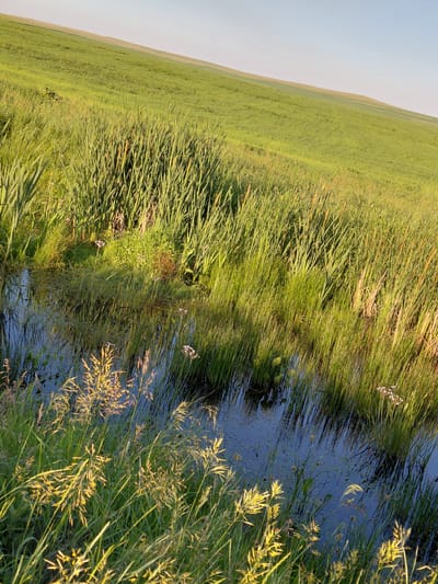 The image shows a natural landscape with a body of water bordered by tall grasses and reeds. The water is dark and reflects the surrounding vegetation and the sky. A gently sloping green field rises behind the water, with a clear, light blue sky above. The scene is bathed in the warm light of what appears to be either sunrise or sunset. There are no people or man-made structures visible in the image. The overall impression is one of a peaceful, rural or natural environment.
