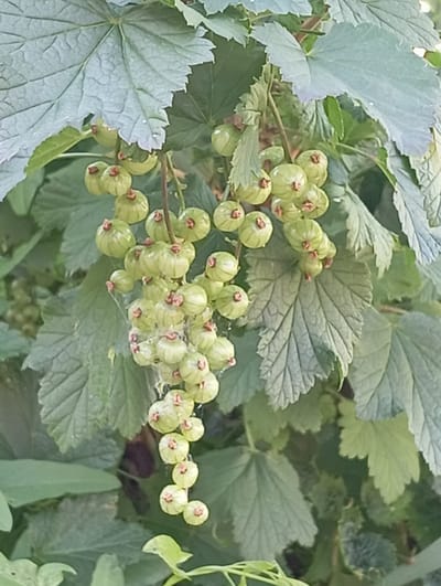 The image depicts a close-up of green, unripe currants on a branch, surrounded by large, veined green leaves. The currants are small, round, and clustered together, with a slight reddish-brown tinge at the top. Fine, wispy strands, possibly spiderwebs, are visible among the currants. The background is filled with more greenery, suggesting an outdoor natural setting. There are no people or man-made structures visible in the frame. The location in Yanaul, Russia, cannot be determined from the image itself; this detail is external information.
