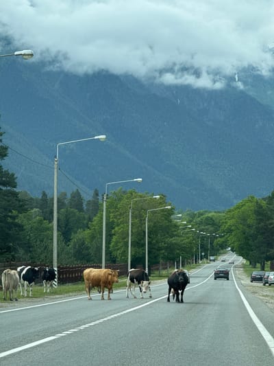 In Верхняя Теберда, Russia, a paved, two-lane road runs through a mountainous area. The sky is overcast with low-hanging clouds obscuring the upper portions of the densely forested mountains. Several tall, modern streetlights are spaced along the right side of the road. A herd of cows is present on and near the road. On the left side of the road, near a wooden fence, are four cows: two black and white, and two light-colored. Further down the road, a light brown cow stands on the right lane, and a dark brown and black cow is in the left lane, facing the camera. Several cars are visible driving on the road in the distance. The environment is rural, with trees lining the sides of the road.