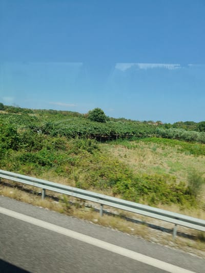 The image depicts a rural landscape viewed from a vehicle traveling on a road. In the foreground, a highway guardrail runs parallel to a paved road with a white lane marker. Beyond the guardrail, dry grass and green bushes cover the ground. In the middle ground, a vineyard with rows of grapevines and surrounding foliage extends into the distance. Further back, olive trees and more greenery are visible, interspersed with a few distant buildings. The sky above is clear and blue. The overall impression is of a sunny day in a Mediterranean countryside, likely in the area of Neos Panteleimonas, Greece, given the characteristic vegetation and landscape.