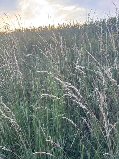 The image is a close-up, medium-shot photograph of tall, dry grasses and green foliage in a field. The sun is setting or rising in the background, casting a warm, hazy light through the stalks of grass, creating a silhouetted effect. The sky is visible at the top, with streaks of light and clouds. The scene appears to be in a natural, outdoor environment. The location is specified as Lisnyky, Ukraine, implying it is a rural or semi-rural area outside of the city center. There are no people or animals visible in the image.