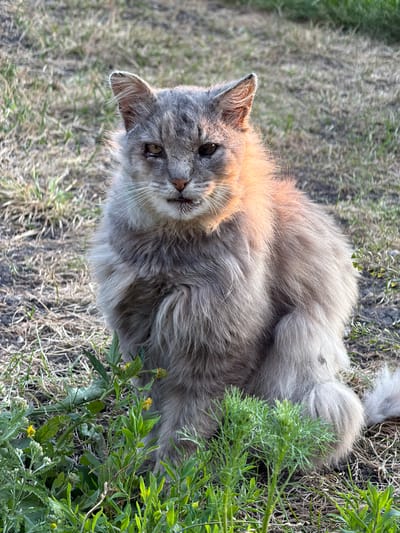 The image shows a fluffy, long-haired cat with grey and tan fur lying on dry grass and dirt. The cat is looking upwards towards the camera with a curious expression. Sunlight is hitting the cat's fur, creating warm highlights on its face and chest, suggesting it's daytime. The background consists of dry, patchy grass and some green foliage, including small yellow flowers and leafy plants. The cat is the primary subject, positioned in the center of the frame and taking up a significant portion of the image. There is no visible text in the image. The scene appears to be outdoors in a natural setting, possibly a field or garden. The overall impression is one of a relaxed cat enjoying the outdoors.