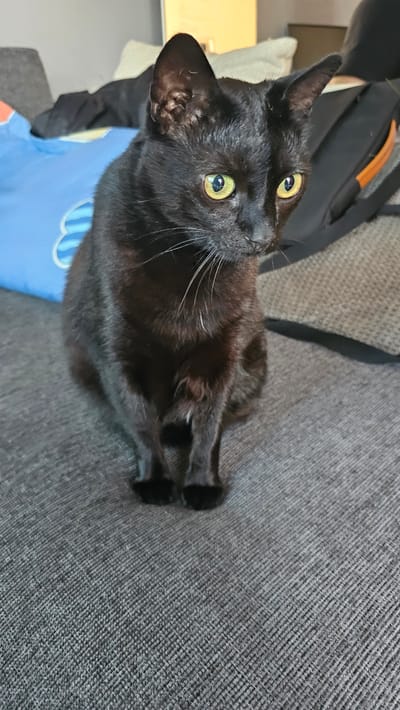 A black cat with yellow eyes is sitting on a gray fabric couch. The cat is looking upwards towards the camera. A blue and white item (possibly fabric) is visible behind the cat. A backpack with orange trim rests on the couch behind the cat. The scene appears to be indoors. The location is unknown.