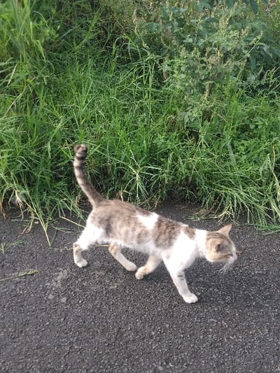 A domestic cat, predominantly white with significant patches of brown and gray tabby markings, is captured in mid-stride, moving from the left to the right side of the frame. Its head is lowered and turned slightly to the right, and its tail is raised vertically with distinct dark and light banding. The cat's coat features large white areas on its chest, underside, and right flank, contrasting with the mottled tabby patterns on its head, back, and limbs. It walks on a dark, granular paved surface, likely asphalt or a similar material. Directly behind and to the left of the cat, and extending across the upper portion of the image, is a dense wall of lush green vegetation, consisting of various grasses and leafy plants. The scene is located in Røros, Norway.