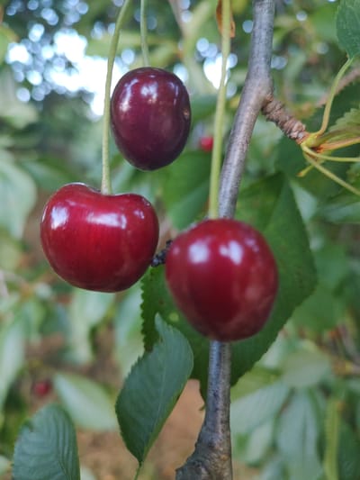 A close-up, slightly angled view captures a branch of a cherry tree laden with ripe fruit. Three dark red cherries are prominently featured. One cherry, a deep maroon, hangs to the left, its stem extending upwards. To its right and slightly higher, a bright red cherry is in focus, showcasing its smooth, glossy surface with bright highlights. A third cherry, also a rich red, is positioned at the top of the frame, slightly out of focus. The cherries are attached to thin, light green stems.
The branch itself is textured and gray, with a rough bark. Dark green leaves, some serrated at the edges, are scattered throughout the background, providing a natural backdrop. The lighting suggests it is daytime, with soft, diffused light creating gentle shadows and reflections on the cherries. The background is softly blurred, with bokeh effects from out-of-focus lights, hinting at a natural outdoor setting. A hint of a smaller, red cherry can be seen further back on the branch. The overall impression is one of freshness and natural bounty. The location context is Kochmar, Bulgaria.