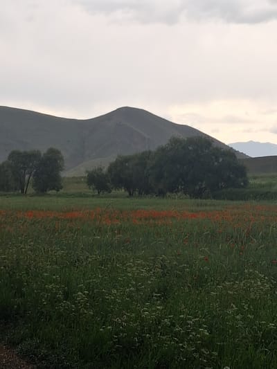 This is a vertical, slightly blurry, eye-level shot of a pastoral landscape in Martiros, Armenia. The scene is dominated by a vast field of green grass, interspersed with numerous small red flowers, likely poppies, creating a vibrant contrast against the greenery. The field extends towards the right of the frame. In the mid-ground, two dark green trees stand tall, one slightly larger than the other. Behind them, a large, imposing mountain range with a smooth, rounded peak dominates the left side of the image. The mountain is a muted gray-green, and its slopes are gentle. The sky above is a pale, overcast white with hints of yellow, suggesting either early morning or late evening light, or simply a cloudy day. The overall mood is serene and natural, with no people or man-made objects visible. The lighting is soft and diffused, typical of an overcast sky.