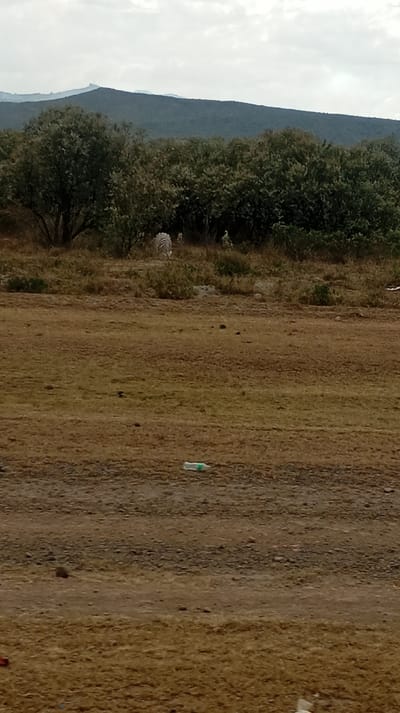 A landscape features a barren, brown field leading to a dense line of trees and shrubs in the midground. Distant hills are visible beneath a cloudy sky. A plastic water bottle lies discarded on the ground, near the center of the frame. In the background, partly obscured by the vegetation, is a partially visible animal. The scene suggests a rural or undeveloped area with signs of human impact.
