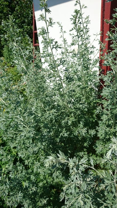 This media file is a close-up, high-angle shot of a leafy green plant, likely an herb, with finely dissected leaves. The plant is bushy and has numerous thin stems branching out. The leaves are a dusty green color and appear somewhat silvery, with a feathery texture. In the background, to the left of the frame, a white surface is visible, with a red horizontal element below it. This white surface casts a shadow, suggesting it might be a wall or a structure. To the lower left and right, a darker green foliage is present, indicating the plant is growing outdoors, possibly in a garden or natural setting. The lighting suggests it is daytime, with the sun casting shadows. No people, text, or specific activities are depicted. The location context is Dvirets, Ukraine.
