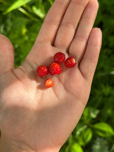 A close-up, overhead shot shows a hand holding six small, red wild strawberries. The hand is lightly tanned and appears to be in good health, with visible palm lines and fingernails. The strawberries are clustered in the palm, with five berries grouped together and one slightly separated. The background is out of focus and shows lush green foliage, suggesting an outdoor setting in a natural environment. The image was taken in Satino-Russkoe, Russia, on a sunny day, as indicated by the dappled sunlight on the hand.