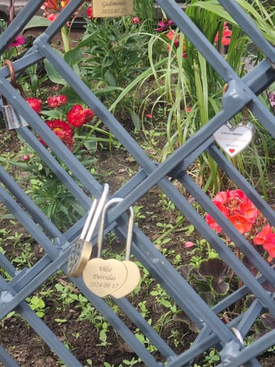 This media file depicts a close-up view of a metal fence with several heart-shaped love locks attached to it. The fence is grey and has a diamond pattern. Behind the fence, there are vibrant red and pink flowers, lush green foliage, and dark soil. The scene appears to be outdoors, likely in a garden or park setting.

Two prominent love locks are visible. One, a white heart-shaped lock, has text etched onto it, though it is partially obscured. Visible text on this lock includes "TILGAI IR LAIMINGAI" and "2024. 08. 17". Another lock, a gold-colored heart-shaped one, is paired with a silver padlock. The gold lock has the names "Vilte" and "Deividas" engraved on it, along with the date "2024 08 17". Further to the left, a small rectangular tag attached to the fence has the name "Gediminas" and the date "2022.07.23" printed on it.

The image suggests a theme of love, commitment, and enduring relationships, common at locations where couples leave such locks. The vibrant flowers and green plants hint at a pleasant season, possibly spring or summer, and the lighting suggests daytime. The overall impression is one of a romantic and peaceful setting, likely a public space where these symbols of love are placed. The location context of Kuršėnai, Lithuania, adds a specific geographical element to the scene.