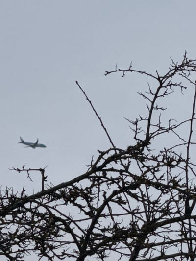 The scene depicts an outdoor environment under an overcast, light grey sky. A commercial aircraft, light in color with subtle blue-green tail accents, is observed in level flight, traversing horizontally from left to right in the mid-left portion of the sky. The lower approximately 30% of the frame is filled with a dense, intricate network of bare, dark tree branches, characteristic of deciduous trees in dormancy. These branches exhibit visible surface textures consistent with lichen or moss growth. No individuals are present. The image was captured in North Norfolk, United Kingdom.