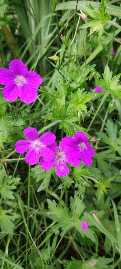 The image shows a close-up of vibrant purple flowers with five petals, some of which have water droplets on them. The flowers are surrounded by lush green foliage, including blades of grass and serrated leaves. Several unopened flower buds are also visible, some appearing pinkish at the tips. The scene is natural and appears to be outdoors, possibly in a garden or a field. The lighting suggests it is daytime. There are no people or animals in the frame.