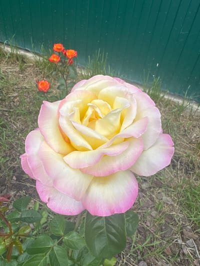 The image shows a close-up of a large, pale yellow rose with pink edges on its petals. The rose is in full bloom and occupies the majority of the frame. In the background, there is green grass and a dark green fence. To the left of the rose, several small, bright orange roses are visible. The lighting suggests it is daytime, and the overall scene appears to be in a garden or outdoor setting. The focus is clearly on the detail and texture of the rose petals. No people are visible, and there is no visible text. The location is Povarovo, Russia.