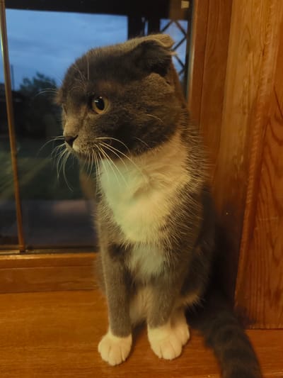 The image shows a grey and white cat with folded ears sitting on a wooden surface. The cat is looking to its left, with its body angled slightly away from the viewer. The background suggests an indoor setting with a window looking out onto a twilight sky. Hints of greenery and distant structures are visible through the window, suggesting a semi-rural or suburban environment. The interior setting is defined by a warm wooden element on the right side of the frame, which appears to be a wall or furniture. The lighting indicates it is either dusk or dawn, with the sky displaying muted blues and greys. The cat's expression is one of calm observation, with alert eyes and whiskers. The overall mood of the image is peaceful and contemplative.
