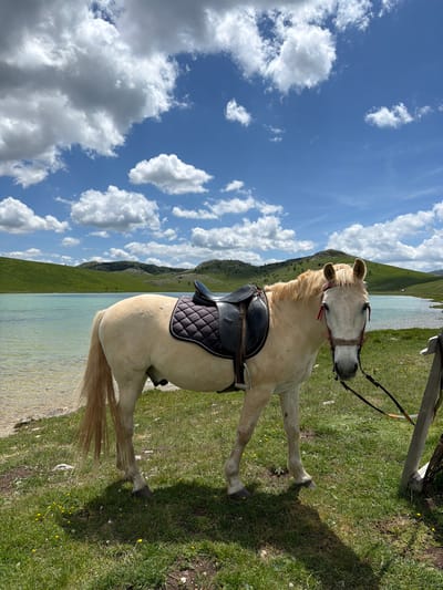 The image displays a light-colored horse standing on a grassy bank next to a tranquil, light turquoise lake in Javorje, Montenegro. The horse, featuring a cream-colored coat, mane, and tail, is equipped with a black English riding saddle over a black quilted saddle pad. A brown bridle with red accents is fitted to its head, and a lead rope extends from the bridle towards a dark wooden post partially visible on the far right. The horse is positioned facing slightly towards the viewer, with its body partially shadowed on the ground. The foreground consists of vibrant green grass interspersed with small yellow and white wildflowers, leading to a shallow, pebbled edge of the water body. In the midground, the calm lake exhibits a distinct blue-green coloration, reflecting the sky. The background is dominated by rolling green hills and mountains under a bright blue sky dotted with numerous fluffy white cumulus clouds.