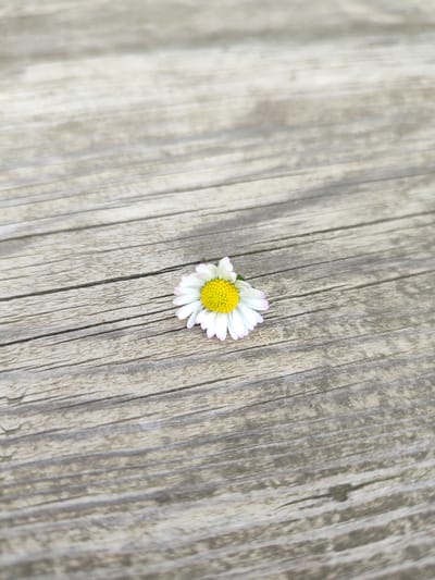 A single common daisy (Bellis perennis) is depicted resting on a weathered wooden surface in Bestuzhevskoye, Russia. The flower, positioned slightly below the center of the vertical frame, features white ray florets with pale pink tips and a bright yellow disc floret center. The wooden surface comprises multiple light grey-brown planks with visible grain, exhibiting a worn texture and minor cracks, running horizontally across the image. The planks appear aged and slightly discolored. Shadows are subtly cast on the upper portion of the wooden surface, indicating natural lighting. No individuals, further subjects, or specific actions beyond the flower's static placement are observed.