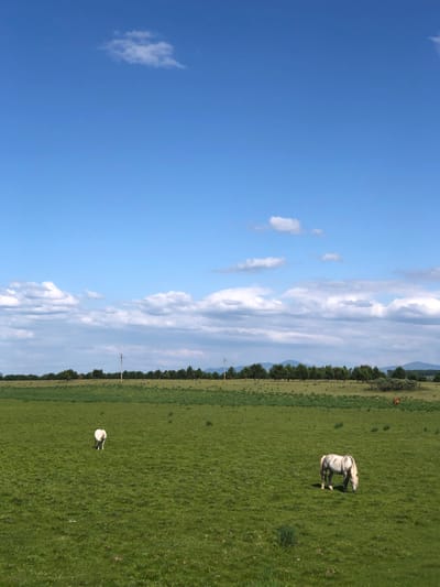 The image depicts a bright, sunny day in a rural landscape, likely within or near the city of Табат, Russia. The sky is a vibrant blue, dotted with scattered white clouds, some wispy and others more voluminous. A line of trees forms a dark green border in the mid-ground, with rolling hills or mountains faintly visible in the distance. In the foreground, a vast expanse of lush green grassland stretches across the frame. Two horses are present in the field. One horse, predominantly white with grey markings, is grazing in the lower right quadrant of the image. Another white horse, smaller and farther away, is positioned in the left quadrant, also appearing to be grazing. Several utility poles are visible along the treeline, suggesting the presence of infrastructure near this open pasture. The overall impression is one of a serene, natural environment on a clear day.