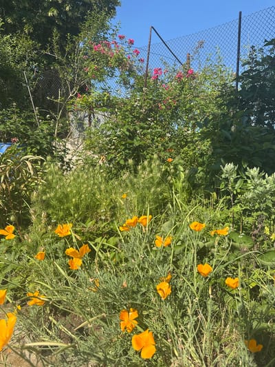 The image shows a garden scene with a variety of plants and flowers. In the foreground, there are several bright orange California poppies in bloom, surrounded by their feathery green foliage and seed pods. To the left and in the background, there are lush green bushes and trees, some with small pink and white flowers. A wire mesh fence runs diagonally across the left side of the image, with metal posts supporting it. A clear blue sky is visible above the foliage. The scene appears to be outdoors, likely in a garden or yard. The lighting suggests it is daytime, possibly late morning or early afternoon, with bright sunlight casting shadows. The overall impression is one of a vibrant and healthy garden in full bloom. No people or text are visible in the image.