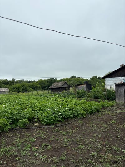 A wide, vertical outdoor shot shows a rural scene in Tikhovodnoe, Russia, under a gray, overcast sky. In the foreground, dark, tilled soil with sparse patches of green grass and scattered fallen potatoes occupies the lower third of the frame. A black irrigation hose snakes across the soil.
Dominating the left and center of the midground is a lush field of vibrant green potato plants, dotted with small white flowers, suggesting the plants are in bloom. Behind the potato field, several rustic wooden structures are visible. On the far left, a small, weathered shed with a gray roof stands partially obscured by foliage. Further back, a larger, dark wooden shed with a worn roof is prominent. To the right of this, a smaller, darker outbuilding with a flat roof sits nestled amongst greenery.
The background is densely packed with a variety of green trees and foliage, creating a natural border. On the far right of the midground, a portion of a white wooden house with a dark, sloping roof and a visible brick chimney is present. Adjacent to the house, a weathered wooden outhouse with a peaked roof stands. A black wire stretches diagonally across the top of the image, passing above the scene. The overall impression is one of a lived-in, working homestead in a rural Russian setting.
