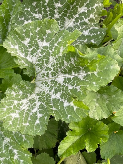 This media file is a close-up, overhead shot of large, green leaves in a garden setting in Маминское, Russia. The primary subject is a cluster of broad, deeply lobed leaves, characteristic of a plant like a squash or pumpkin vine. One prominent leaf in the foreground displays a distinct pattern of variegation, with intricate white markings creating a net-like appearance against the green base. Other leaves are a solid, vibrant green, some showing a slightly ruffled edge. The lighting suggests it is daytime, likely with natural light illuminating the scene. There are no people visible. The context implies an outdoor, natural environment, possibly a garden or a patch of overgrown vegetation. The focus is solely on the foliage, highlighting the textures and patterns of the leaves. There is no visible text in the image.