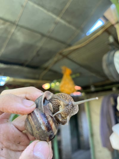The image, taken in Tsarev Brod, Bulgaria, shows a close-up of two snails held in a person's hand. The snails are positioned one atop the other, with their antennae extended. The background is blurred, but appears to be an outdoor setting with a corrugated metal roof overhead, possibly part of a shed or outbuilding. The environment suggests a rural or semi-rural location. The focus is sharply on the snails and the hand, with the background elements out of focus.