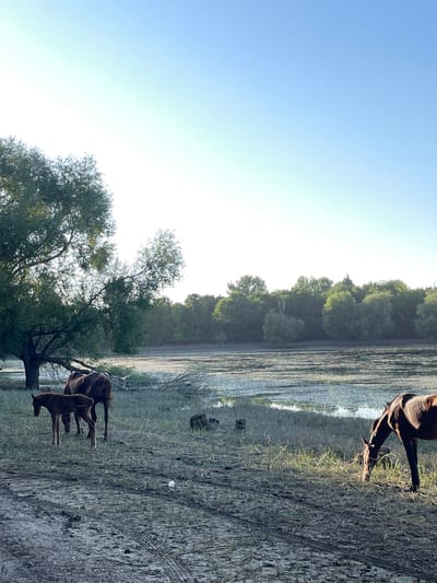 The image depicts a serene natural landscape in Kyrgyzstan at dawn. The scene is dominated by a body of water, possibly a lake or a slow-moving river, which reflects the clear, pale blue sky. Along the water's edge, a dense line of trees forms a dark, verdant backdrop. In the foreground, the ground is a mix of dry, sparse grass and muddy, uneven terrain, with visible tire tracks suggesting recent human activity or vehicle passage.
The primary subjects are two horses. One adult horse, a rich brown color, is shown grazing with its head lowered towards the ground. A second, smaller horse, likely a foal, stands close to the adult, also appearing to be foraging or resting. The horses' coats are dark and appear healthy.
The time of day is evident from the soft, diffused light characteristic of sunrise. The sky transitions from a light blue to a brighter, almost white hue near the horizon, indicating the sun is low. The air appears still, and there are no signs of adverse weather. The overall atmosphere is peaceful and quiet, with a sense of calm solitude. The natural setting and the presence of the horses evoke a feeling of rural tranquility. There is no visible text in the image.